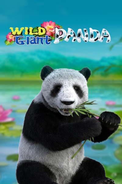 Wild Giant Panda